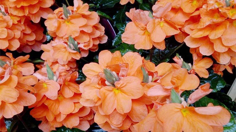 Garden Image